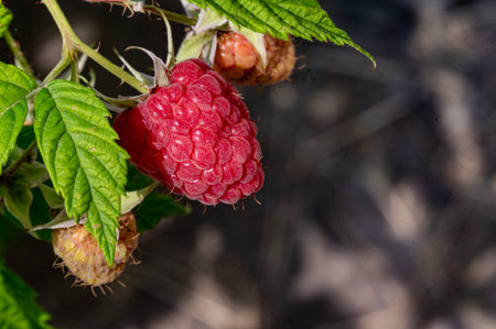 Ripe raspberries in the garden. Selective focus.