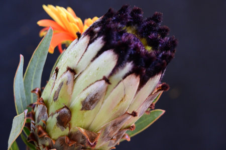 Protea flower, close up of a flower head, South Africa