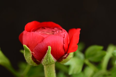 Red ranunculus flower on a black background, close-up
