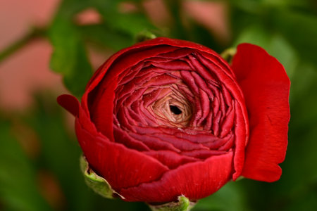 Beautiful red ranunculus flower close-up on blurred backgroundの写真素材