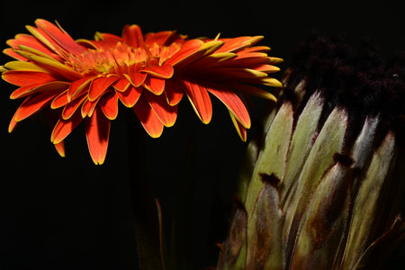 Orange gerbera flower isolated on black background. Close up.の写真素材