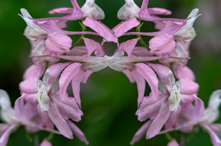 Close up of a pink and white flower in a botanical garden