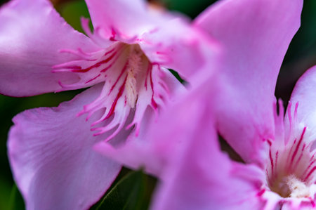 Close up of pink oleander flower, selective focus, shallow DOF