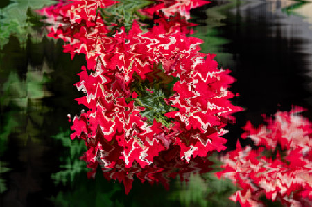 Abstract background with red flower and reflection in water. Shallow depth of field.の写真素材