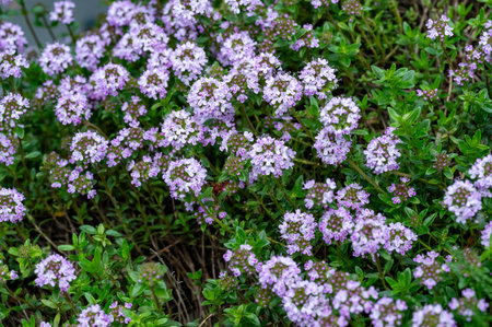 Flowering thyme (Thymus vulgaris) in the gardenの写真素材