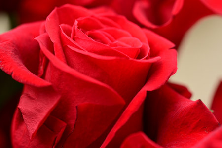 close up of red rose petals for valentines day backgroundの写真素材
