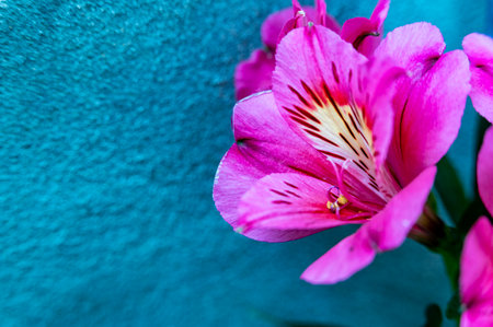 Pink alstroemeria flower on blue background. Copy space.の写真素材