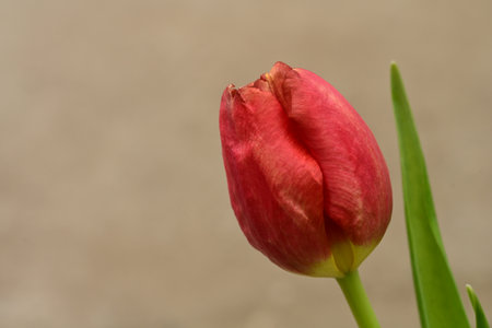 Red tulip on a background of gray wall close-up.の写真素材