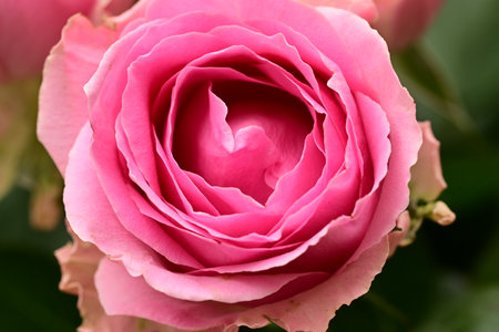 pink rose macro close up background high quality fifty megapixelsの写真素材