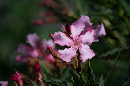 Pink oleander flower in the garden. Selective focus.