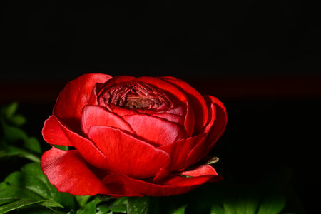 Beautiful red ranunculus flower on black background, closeupの写真素材
