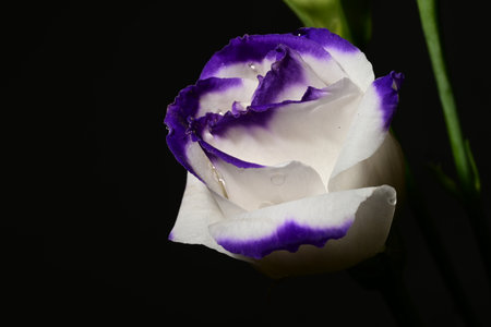 Beautiful white rose with purple petals on a black background.の写真素材