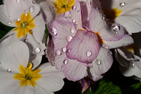 Beautiful pink and white flowers with water drops on petals.の写真素材