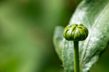 Close up of a flower bud on a green background with space for textの写真素材