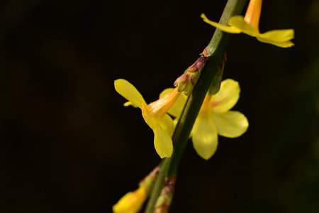 Close up of a small yellow flower in a botanical garden.の写真素材