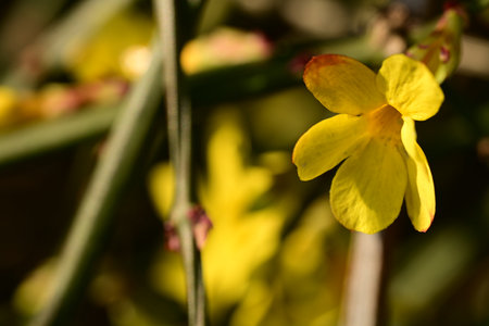 Close-up of a yellow jasmine flower in a gardenの写真素材