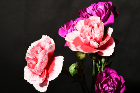 Bouquet of pink and purple carnations on a black backgroundの写真素材