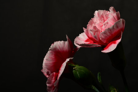 Pink carnation flower on a black background, close-up.の写真素材
