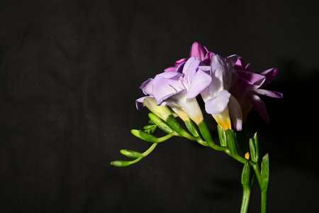 Purple freesia flower on a black background with copy spaceの写真素材