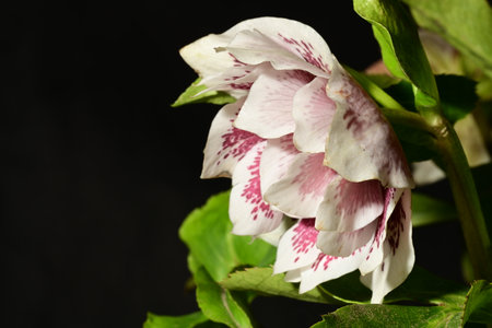Beautiful hellebore flowers on black background, closeupの写真素材