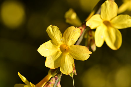 Closeup of yellow flowers with water drops on petals in springの写真素材