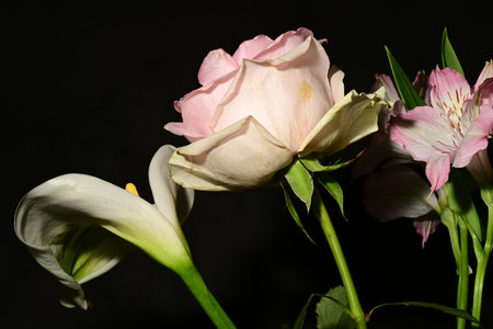 Bouquet of roses and lilies on a black background.の写真素材