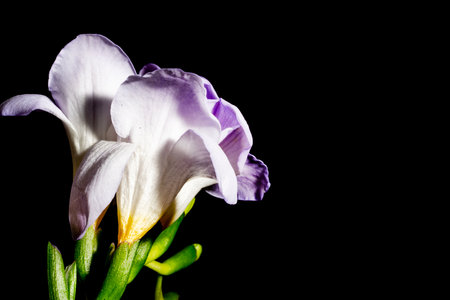 purple freesia flower on a black background close-upの写真素材