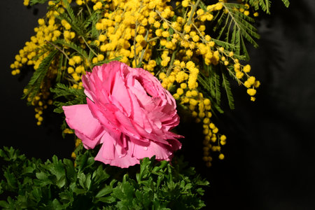 Bouquet of mimosa and ranunculus flowers on black backgroundの写真素材
