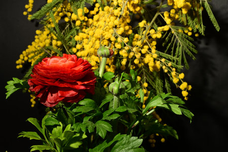 A bouquet of red ranunculus and mimosa on a black background