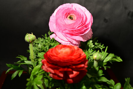Ranunculus (persian buttercups) on black backgroundの写真素材