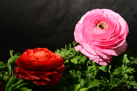 Ranunculus (persian buttercups) on black background