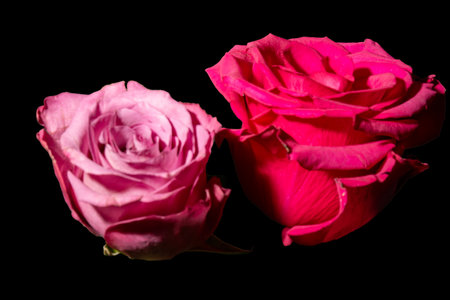 Two pink roses isolated on black background. Close-up image.の写真素材
