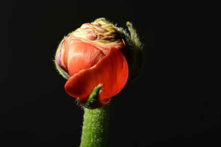 Red ranunculus flower on black background, close-up.の写真素材
