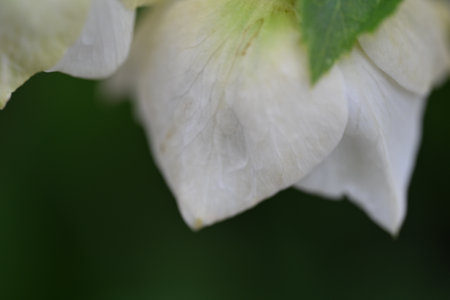 Close up of white hellebore flower with green background.の写真素材
