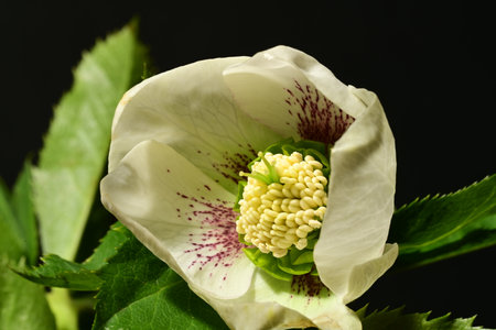Beautiful white hellebore flower on black background, closeupの写真素材