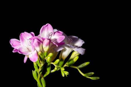 Beautiful freesia flowers isolated on black background with copy spaceの写真素材