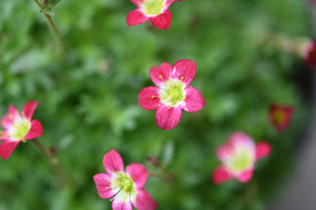pink flowers in the garden on a sunny day. selective focusの写真素材