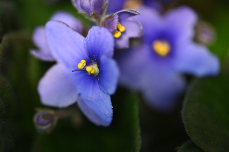 Close up of Saintpaulia (African violet) flowers.