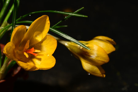 Yellow crocus flowers on a dark background close-up macro photography