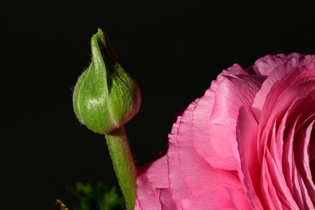 beautiful pink ranunculus on a black background close-up