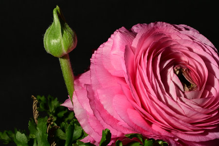 Beautiful pink ranunculus on black background, close-up