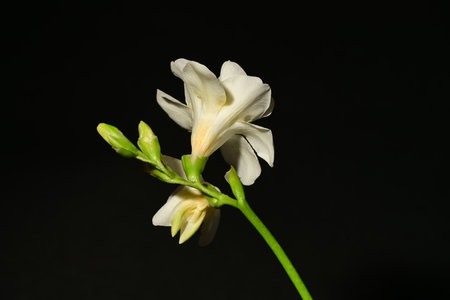 White freesia flower isolated on black background. Close up.の写真素材