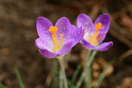 Close up of purple crocus flowers with raindrops on petals
