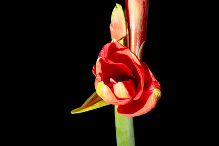Amaryllis (Hippeastrum) on black background