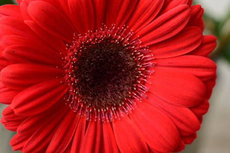 Close up of red gerbera daisy flower in full bloomの写真素材