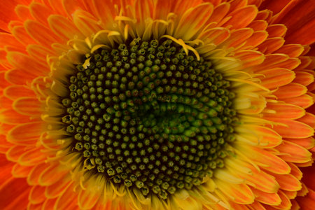 Close up of an orange gerbera daisy with water drops