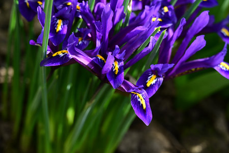 purple iris blooming in the garden in springtime.の写真素材