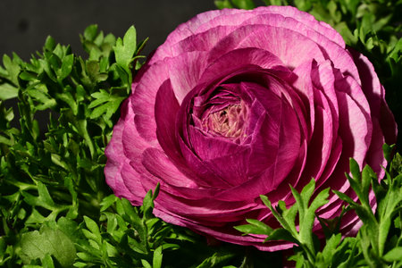 Beautiful pink ranunculus flower on dark background, top viewの写真素材
