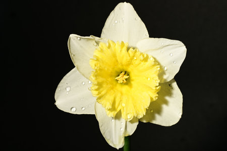 Narcissus flower with water drops on petals isolated on black backgroundの写真素材