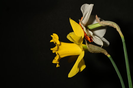 Yellow daffodil and white narcissus on a black backgroundの写真素材